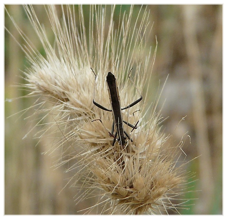 Una vecchia foto... Micrelytra fossularum